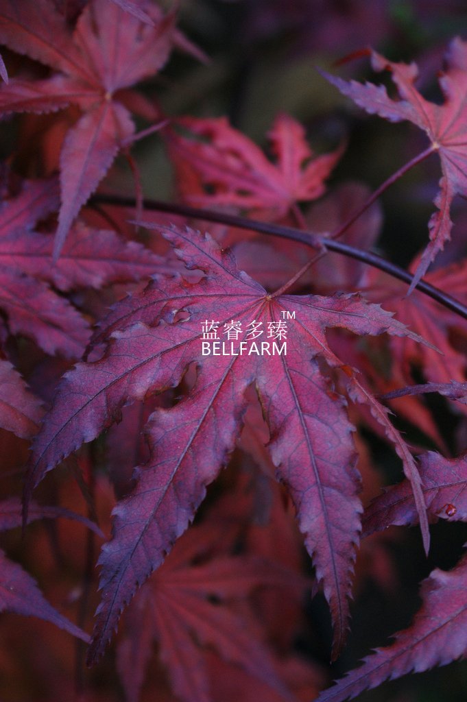 JMS  Purple Ghost Japanese Maple Ornamental Tree Seeds, 20 Seeds, Professional Pack, Nice Home Garde