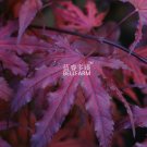 JMS  Purple Ghost Japanese Maple Ornamental Tree Seeds, 20 Seeds, Professional Pack, Nice Home Garde