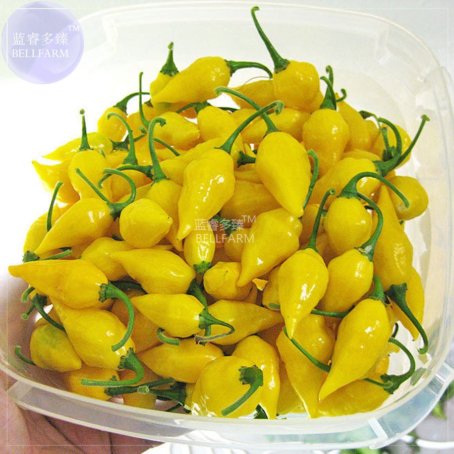 JMS  Chili Habanero Lemon Hot Pepper Seeds, 15 Seeds, Professional Pack, Yellow Organic Non-Gmo Vege
