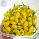 JMS  Chili Habanero Lemon Hot Pepper Seeds, 15 Seeds, Professional Pack, Yellow Organic Non-Gmo Vege