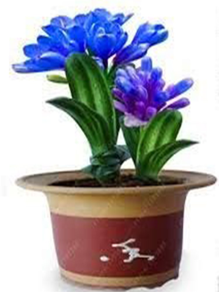 JMS Clivia Seeds, Blue