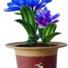 JMS Clivia Seeds, Blue