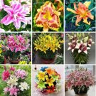 JMS Hybrid Daylily Flowers Seeds, Mixed