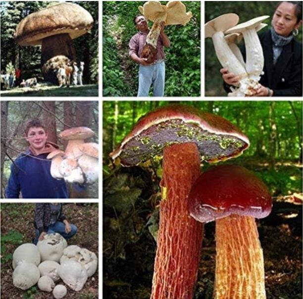 JMS Gaint Mushrooms Seeds