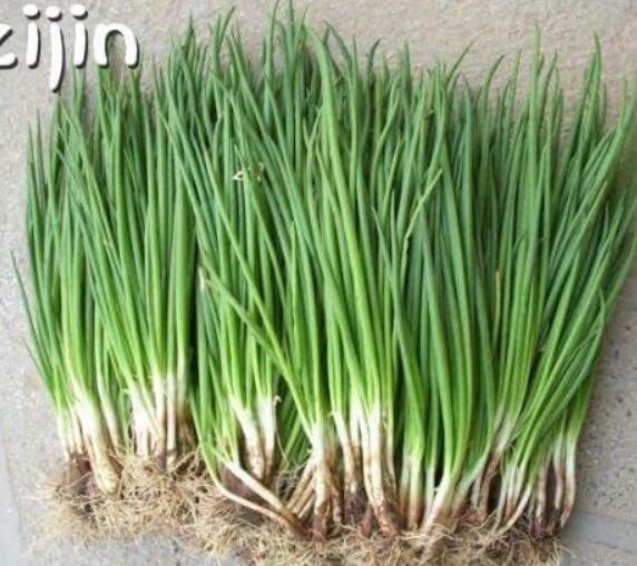JMS Small Green Onion Seed Organic Heirloom Seeds
