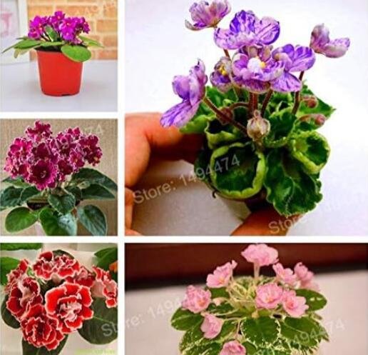 JMS Mixed Color Mini Violet Plantas, African Violet Seeds