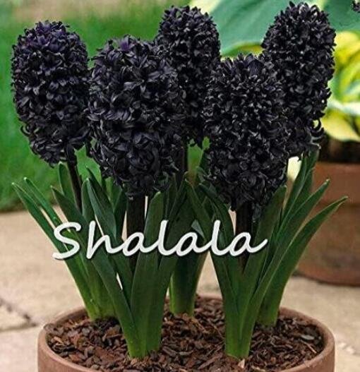 JMS Hyacinth Seeds, Black