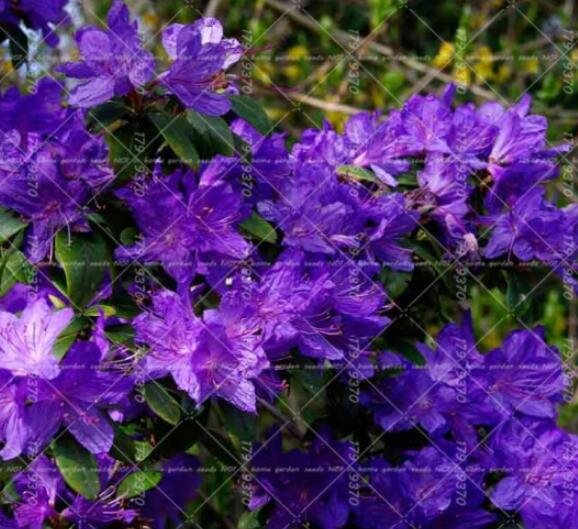 JMS Azalea Rhododendron Simsii Seeds, 10 Seeds