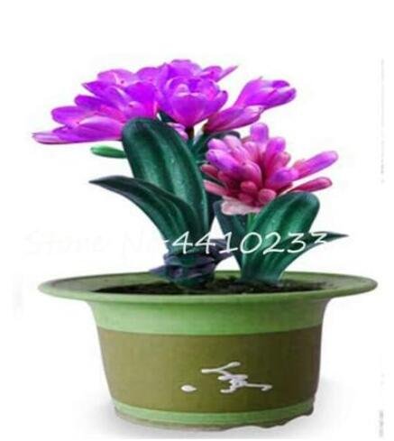 JMS Clivia Seeds, Rose Purple Flowers