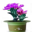 JMS Clivia Seeds, Rose Purple Flowers