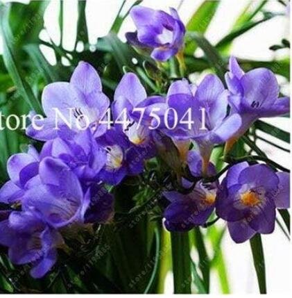 JMS Freesia Bonsai Flower Seeds, Purple Flowers