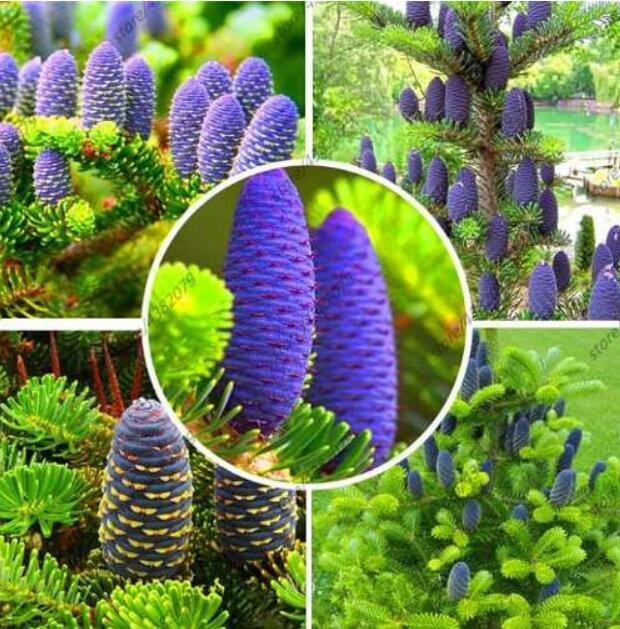 JMS Abies Seeds, Korean Fir