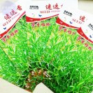 JMS  Rosemary Rosmarinus Officinalis Herbs Seeds, 5 Packs, 5 Seeds/Pack, Heirloom Anthos Herbs