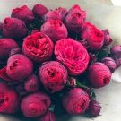 JMS Chinese Peony Flower Seeds, Dark Red