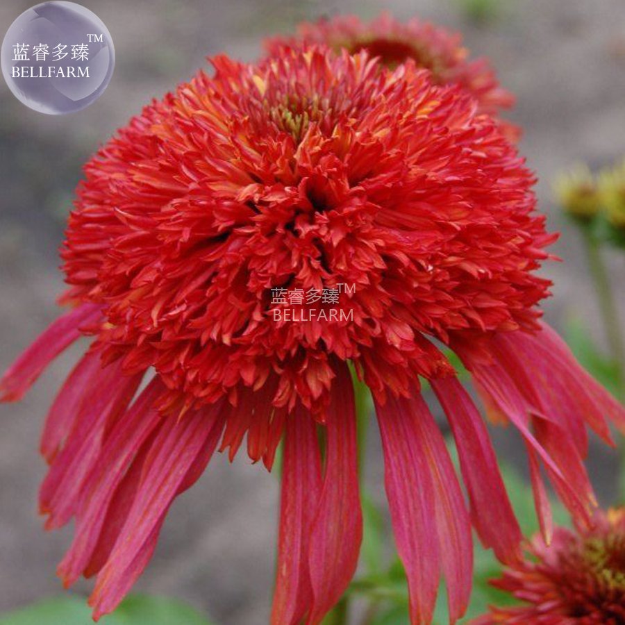JMS  Echinacea 'Guava Red' Fire Red Coneflowers Seeds, 200 Seeds, Professional Pack, Perennial Big B