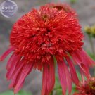 JMS  Echinacea 'Guava Red' Fire Red Coneflowers Seeds, 200 Seeds, Professional Pack, Perennial Big B