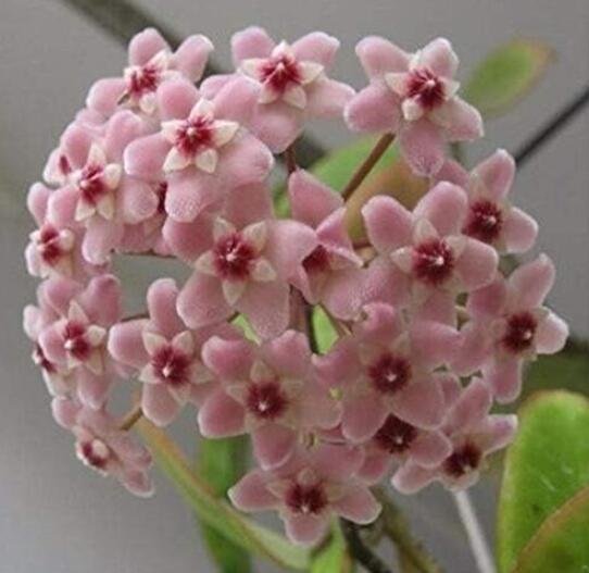JMS Bonsai Hoya Seeds, Pink Flowers