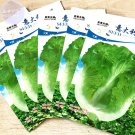 JMS  Italy Lettuce Organic Green Vegetable Seeds, 5 Packs, 80 Seeds/Pack, Der Salat Chinese Leaves H
