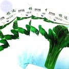 JMS  Beta Vulgaris Beets Green Chinese Vegetable Seeds, 5 Packs, 50 Seeds/Pack, Organic Sea Kale Bee