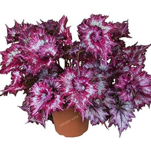 JMS Rare Coleus Seeds, Spiral Gray Red Ornamental Herbs