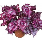 JMS Rare Coleus Seeds, Spiral Gray Red Ornamental Herbs