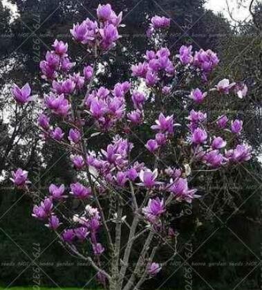 JMS Magnolia Flower Seeds, Purple