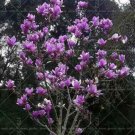 JMS Magnolia Flower Seeds, Purple