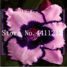 JMS Hemerocallis Middendorffii Daylily Seeds, Pink Double Flowers With Blackish Purple Edge And Cent
