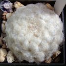 JMS  Mammillaria Plumosa Feather Cactus Seeds, 10 Seeds, Professional Pack, Ornamental Bonsai Succul