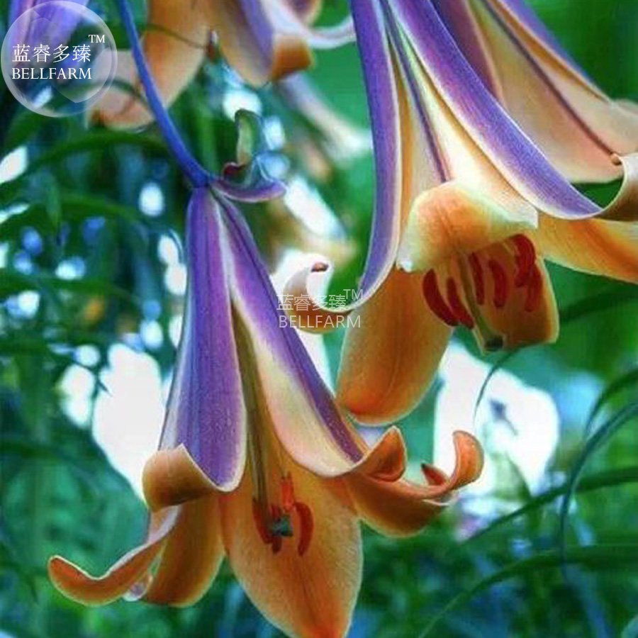 JMS  Lilium Brownii Heirloom Lily Perennial Flower Seeds, 100 Seeds, Professional Pack, Strong Fragr