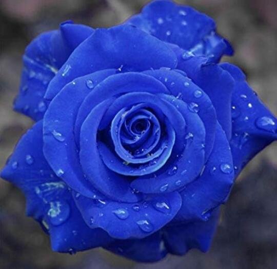 JMS Rare Blue Rose Flower Seeds