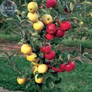 JMS  Dwarf Red Yellow Apple Tree Seeds, 10 Seeds, Professional Pack, Easy Grow Bonsai Organic Fruits