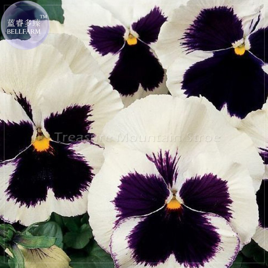 JMS  50+ Pansy Swiss White Black Flowers Seeds, Professional Pack, Viola Wittrockiana Winter Flower 