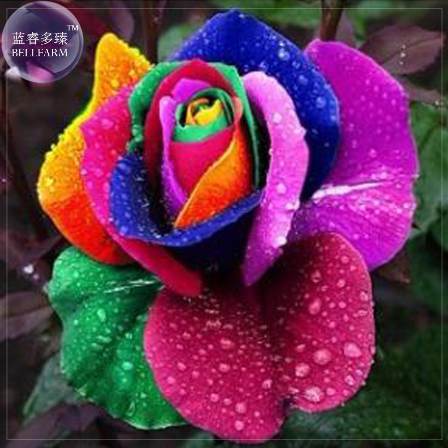JMS  Rose Rainbow Flower Seeds, 200 Seeds, Professional Pack, Fragrant Valentine'S Day Flowers Nf050
