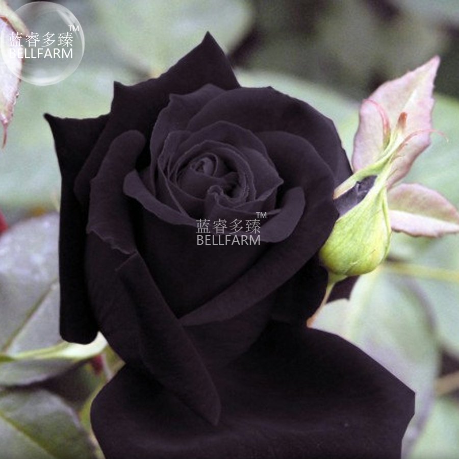 JMS  Maroon Super Black Rose Shrub Flower Seeds, 50 Seeds, Professional Pack, Light Fragrant Home Cu