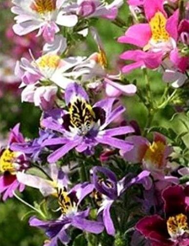 JMS Mixed Butterfly Orchid Angel Wings Schianthus Seeds