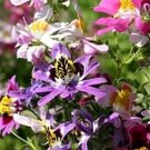 JMS Mixed Butterfly Orchid Angel Wings Schianthus Seeds