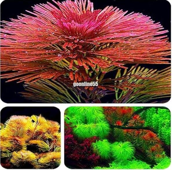 JMS 1000 Aquarium Seeds Aquatic Particle Aquarium Decoration Pine Tree