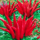 JMS  Fire Red Pod Pepper Hot Chilli Vegetable Seeds, 5 Packs, 20 Seeds/Pack, Tabasco Red Cluster Pep
