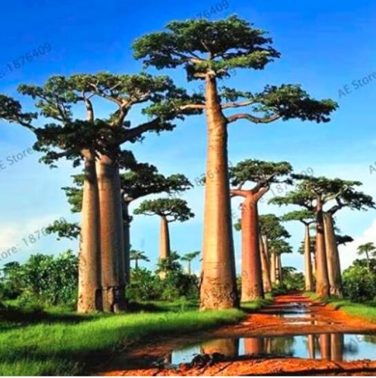JMS Australian Rare Baobab Tropical Giant Tree Seeds