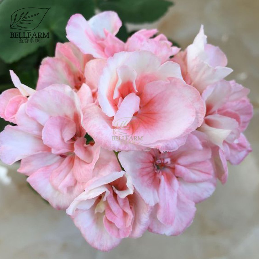 JMS  Geranium Peach Pink Light Color Ball-Types Bonsai Flowers, 10Pcs Seeds Heirloom Sweet Pelargoni