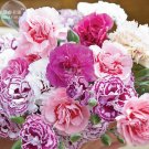JMS  Dianthus Mixed Pinks Perennal Flower Seeds, 100 Seeds, Heirloom Double Petals For Home Garden B