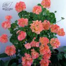 JMS  Geranium Pink & Golden Single Dense Petals Big Blooms Bonsai Flowers, 10Pcs Seeds Rare Indoor P