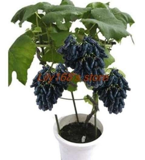 JMS Rare Dwarf Sapphire Grape Seeds Organic Sweet Juicy Fruit