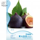 JMS  Giant Purple Ficus Carica Fig Shrubs Seeds 6Pcs
