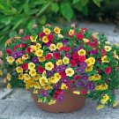 JMS Mix Garden Petunia Shuttlecock Flower Horn Bonsai Flower Seeds 200Pcs