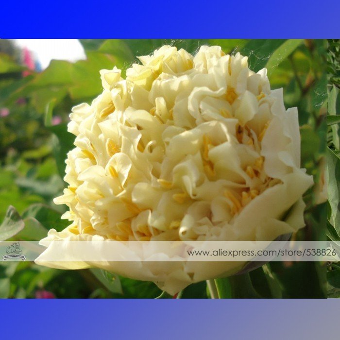 JMS 1 Professional Pack, 5 Seeds / Pack, Yellow Chinese Tree Peony Seeds ''China Peony Yao'S Yellow 