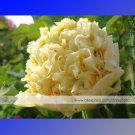 JMS 1 Professional Pack, 5 Seeds / Pack, Yellow Chinese Tree Peony Seeds ''China Peony Yao'S Yellow 