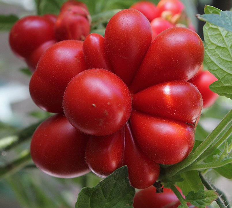 JMS Unusual Rare Heirloom Reisetomate Tomato Seeds 100Pcs
