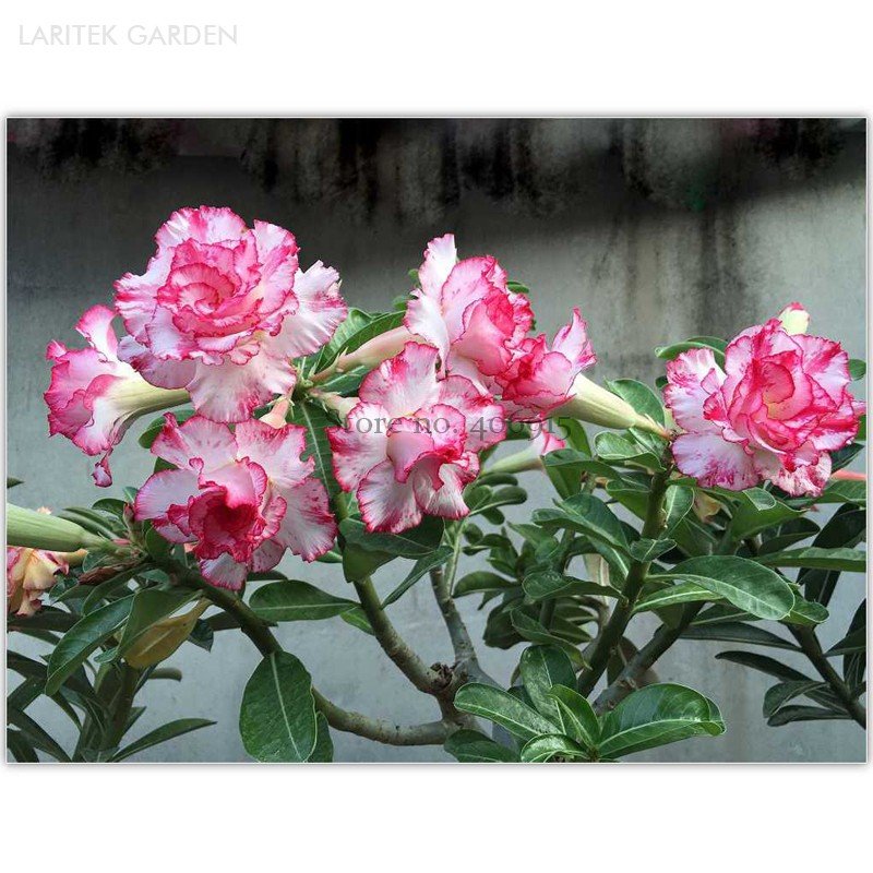 JMS Small 'Carnation' Typed Adenium Obesum Desert Rose Seeds, Professional Pack, 2 Seeds, Double Pet